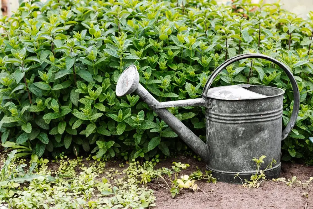 A metal watering can in a bed of mint